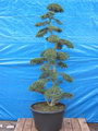 Box-leaved Holly,Japanese Holly
